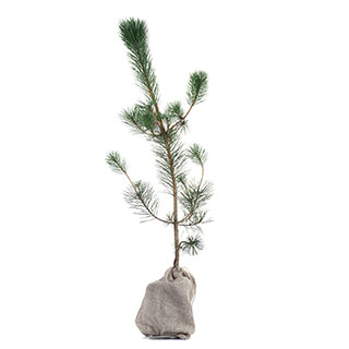 arbre de noel - pin rouge du japon en pot-pochon